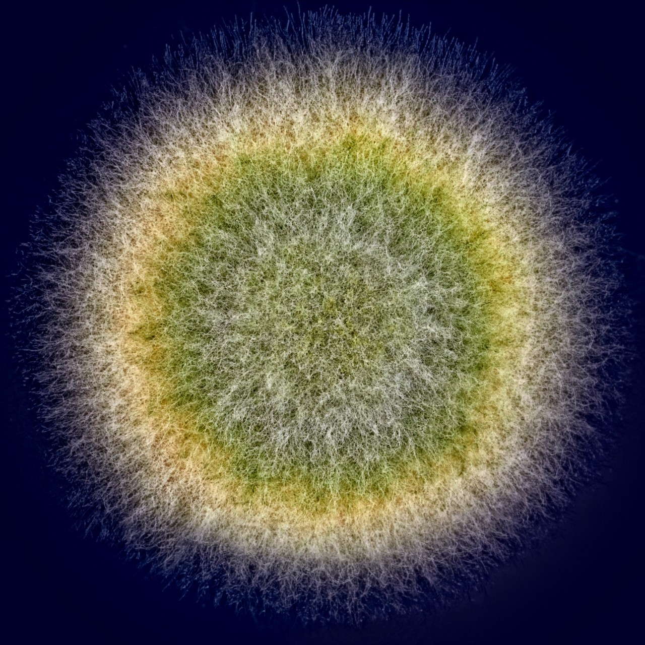 1874298-mbt-filementos-fungi-library-ruo-title
