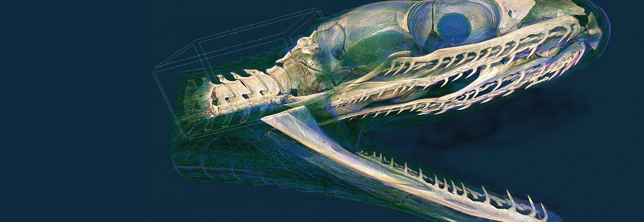 Praklinische Mikro-Computertomographie