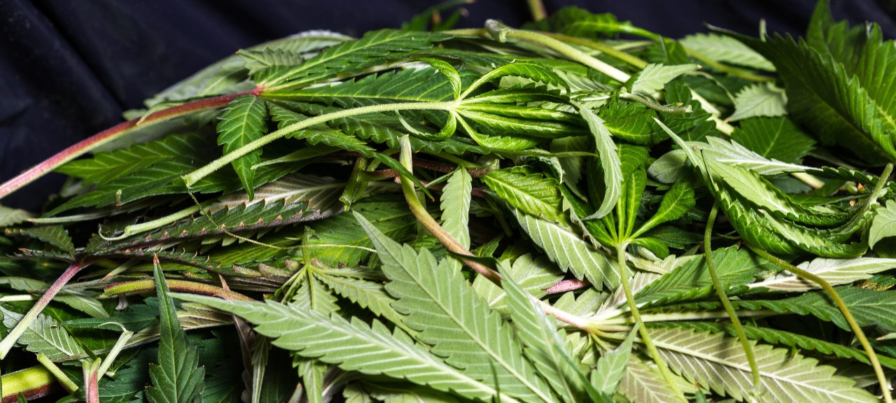 hemp_waste