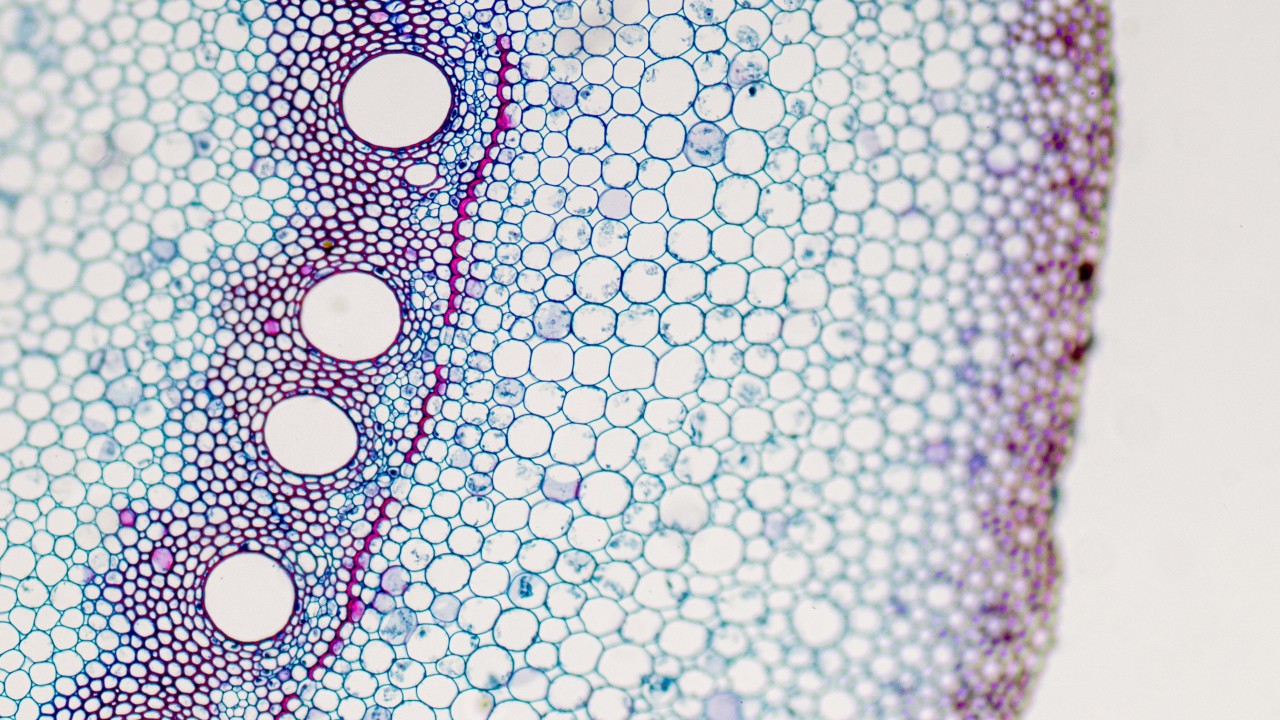 bob平台靠谱吗applications_life_science_ft-ir_imaging_cell_biology_dye_title