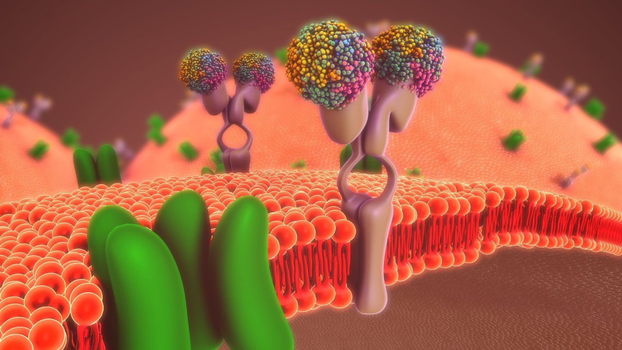 Membran蛋白质