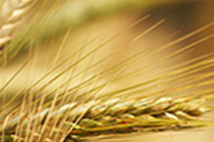 Lebensmittel，Futtermittel＆Landwirtschaft