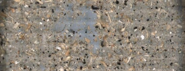 一段anodisk氧化铝过滤含有大量的塑料微粒和不同的环境污染。
