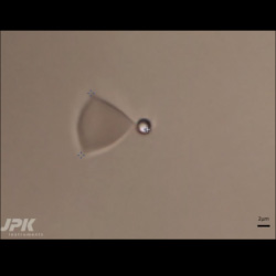 纳米追踪器-红细胞和珠的操作