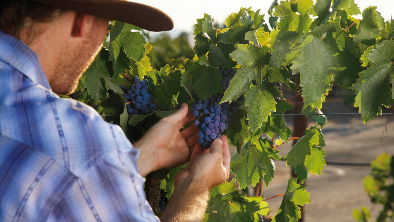 ElEnólogoInspecciona las uvas en elviñedo。