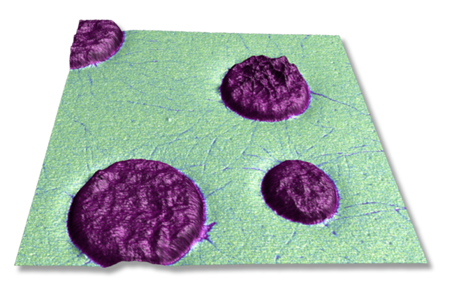 尺寸FastScan AFM -聚聚丙烯