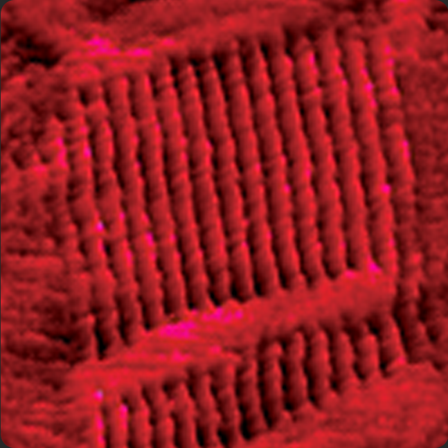 尺寸FastScan AFM - C36H74烷烃对HOPG