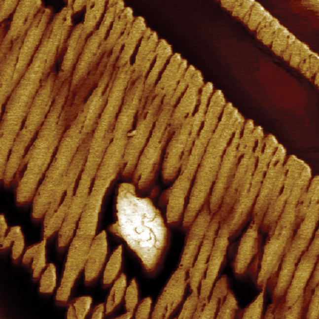 多模8-HR AFM -模量图聚二乙基硅氧烷用PeakForce QNM成像