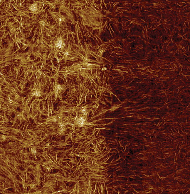 多模8-HR AFM -模图像之间的领带和密封胶层