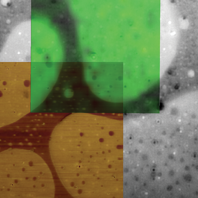 维Icon-Raman AFM——ScanAsyst共混聚合物