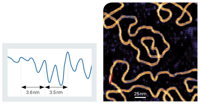NanoWizard生物科学- DNA主要小凹槽