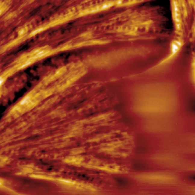 尺寸FastScan AFM -温度控制和热分析